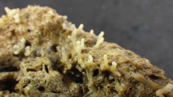 Media type: image;   Invertebrate Zoology 153498 Description: Live specimen.;